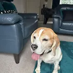 Hereford - Finch House - Modern 4 Bedroom House Located In South Hereford, Dog Friendly With Nearby Countryside, Pool Table, Sleeps Up To 10 Guests - Hosted By Rentmyhouse