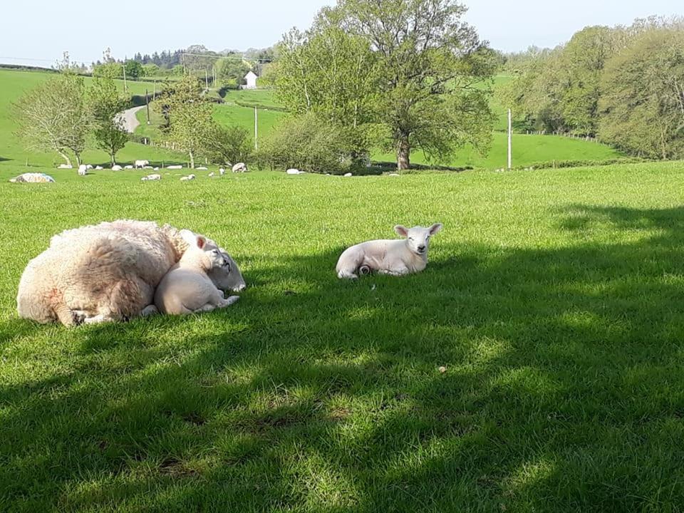 Holiday home Ewe Retreat Shepherds Hut *