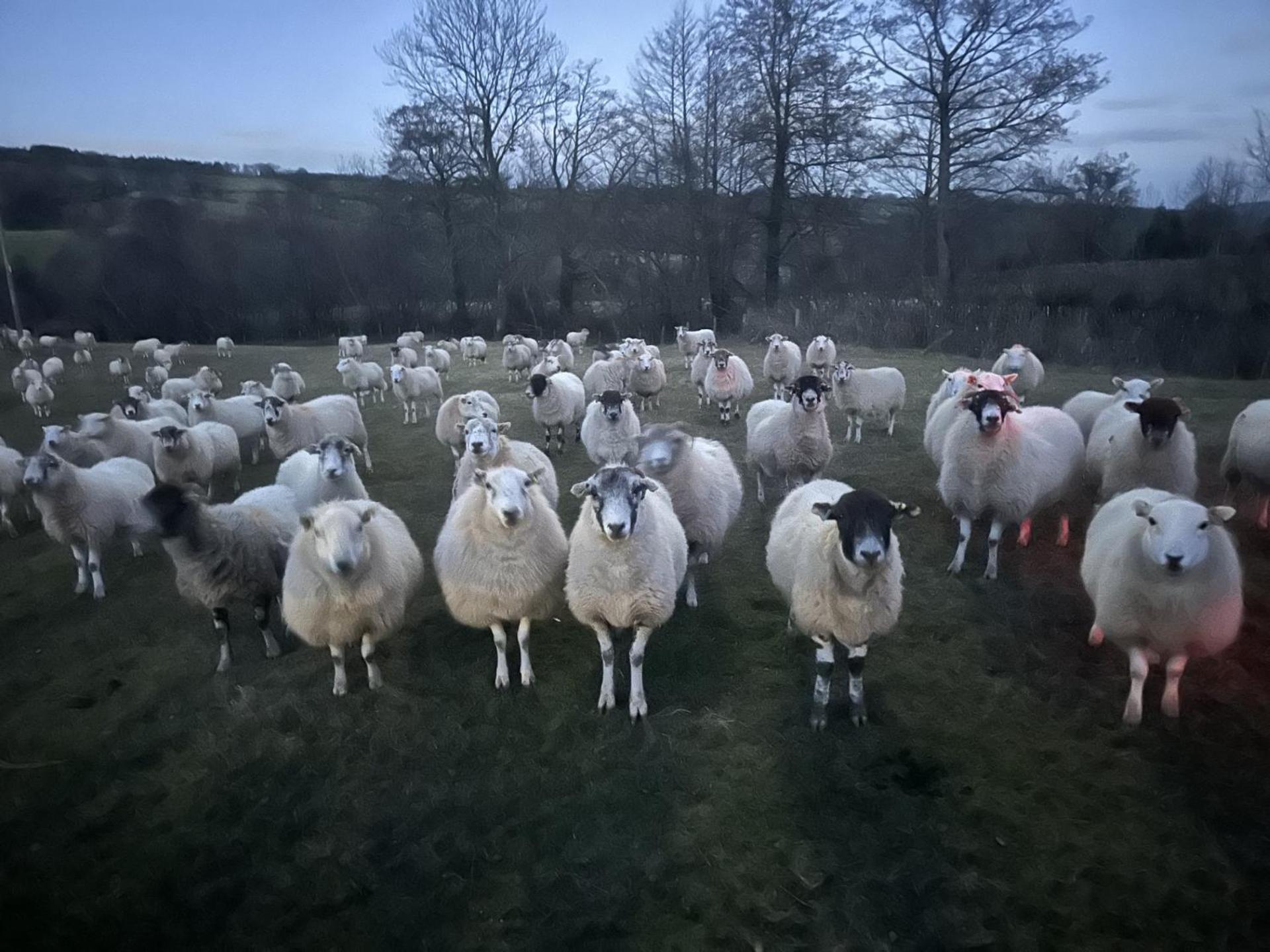 White Haywood Hereford