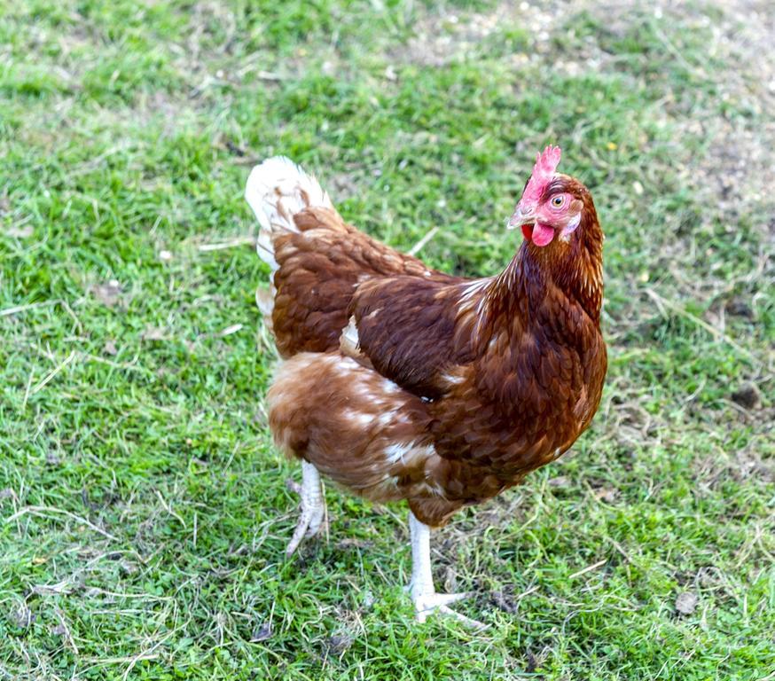 Red Rail Farm 5* Hereford