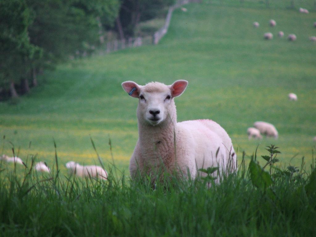 White Haywood Farm Restaurant With