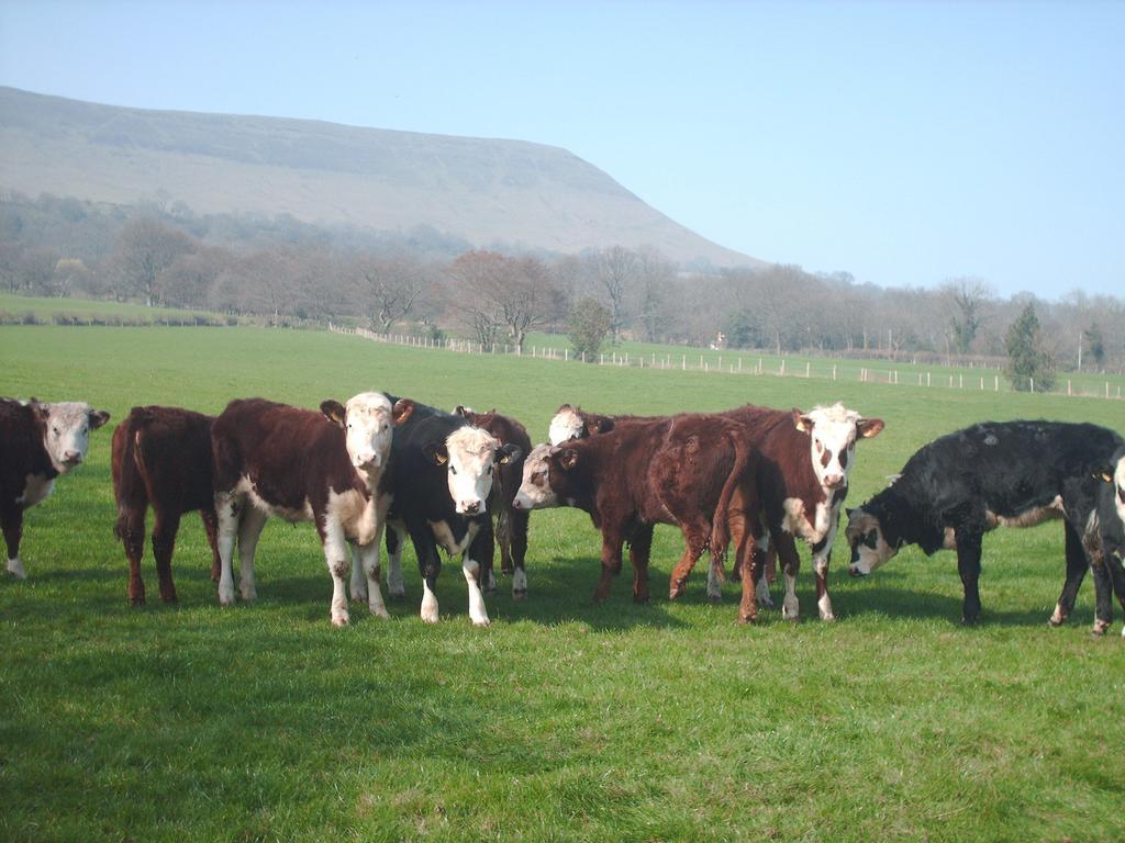 White Haywood Farm Restaurant With Bed & Breakfast Hereford